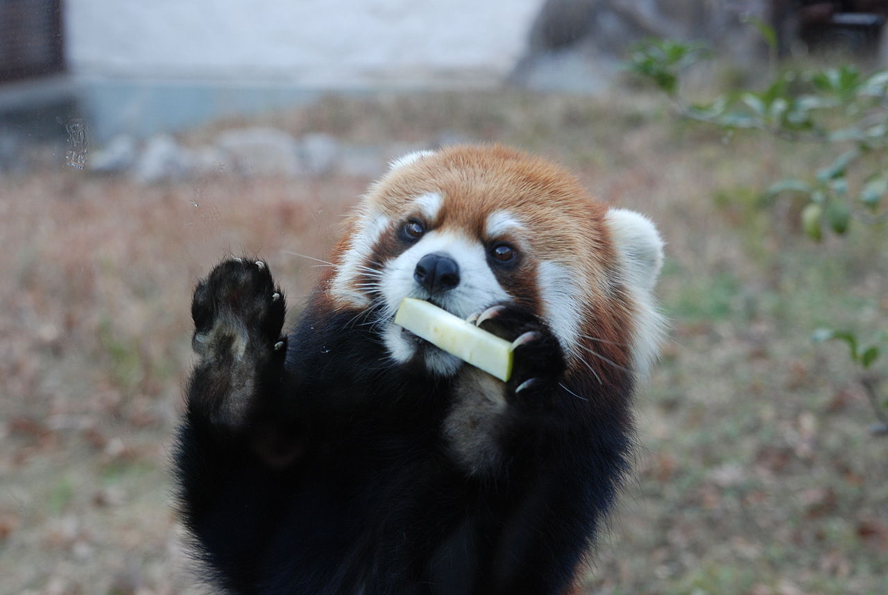 Красная панда ест яблоко