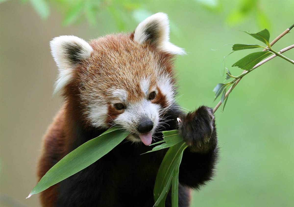 Красная панда ест