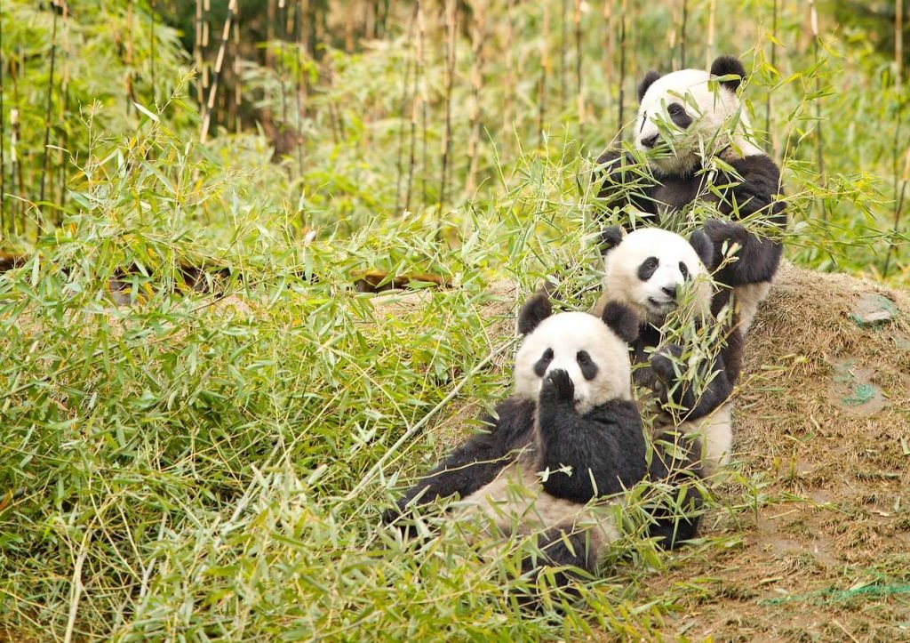 В какой стране живут панды, где они обитают.