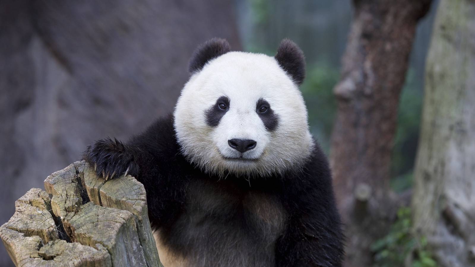 Большая панда - Животное панда: энциклопедия, все про панду!