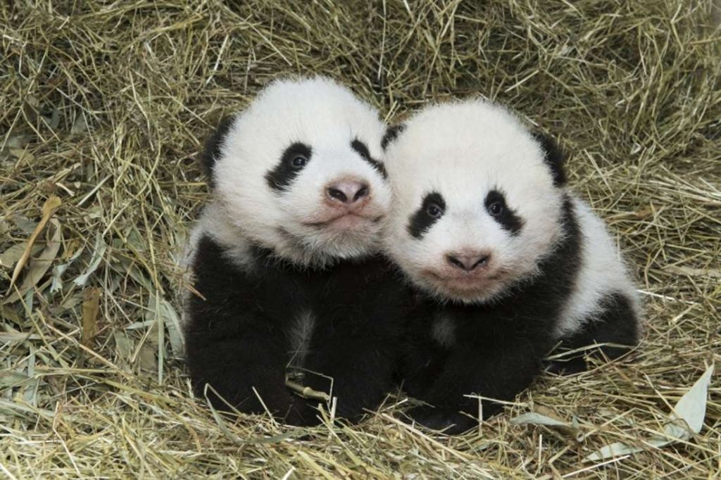 В Вене близнецы большой панды получили свои имена.