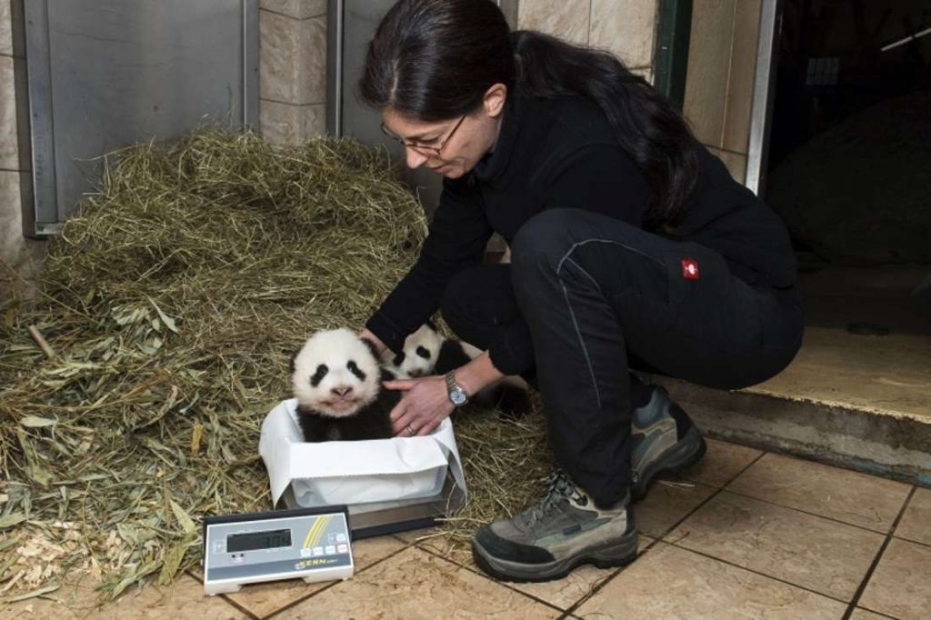Пользуясь отсутствием мамы, детенышей панды взвесили.
