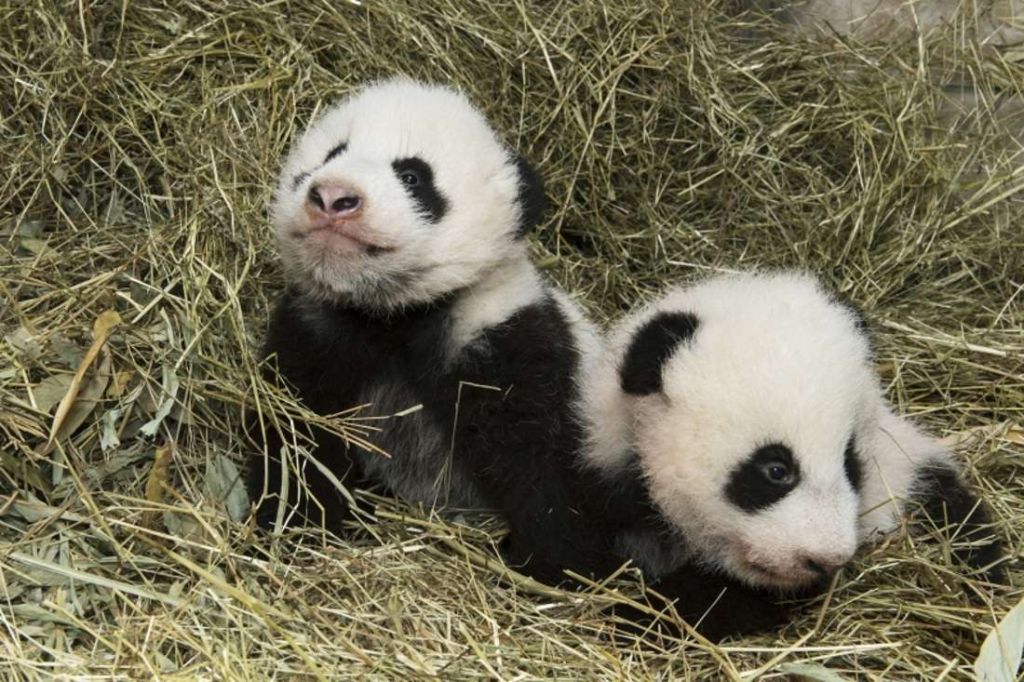 В родном гнезде детеныши панды чувствуют себя в полной безопасности.