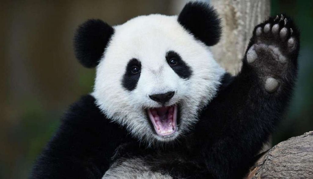 В 2016 году панду исключили из числа вымирающих видов.