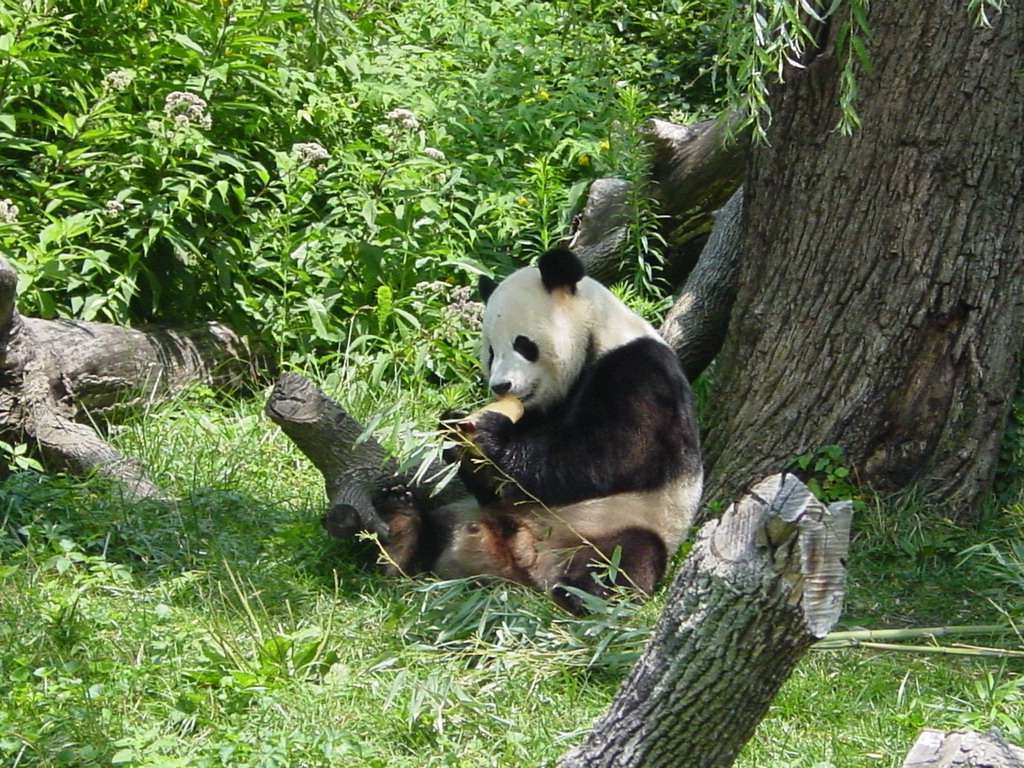 Панда во все времена была животным известным почти исключительно в Китае.