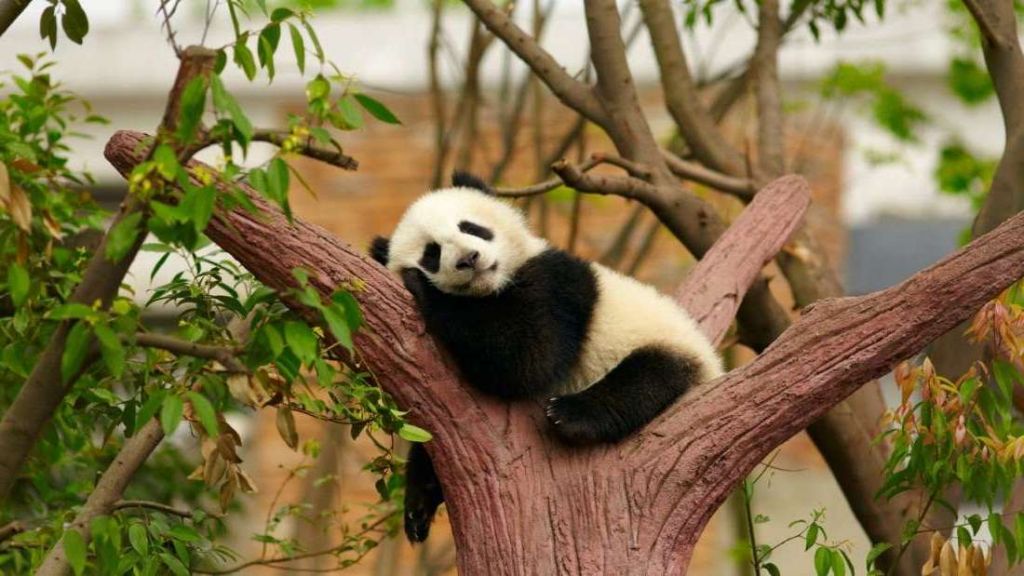 80-х годах прошлого века стало ясно, что пандам грозит вымирание.