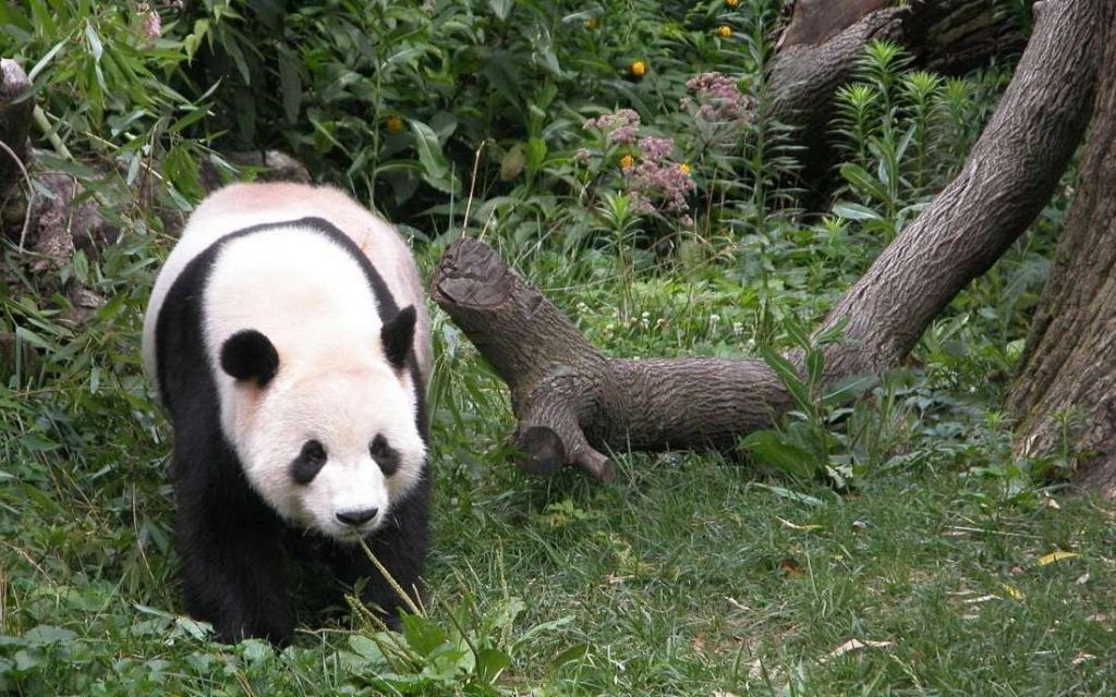 Все содержащиеся в неволе большие панды официально принадлежат только Китаю. То же самое относится и ко всем рожденным от этих панд детенышам.
