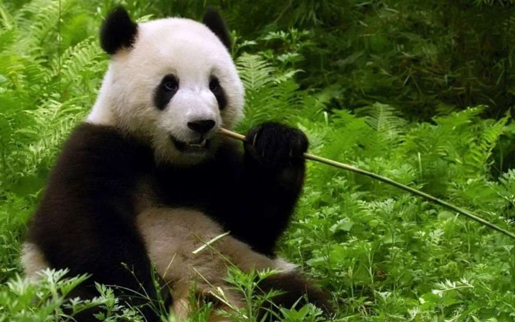 Большая панда стала таким же символом Китая, как медведь для России.