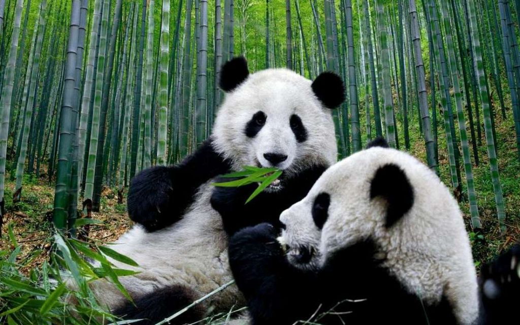 За 10 лет популяция больших панд выросла на 17%.
