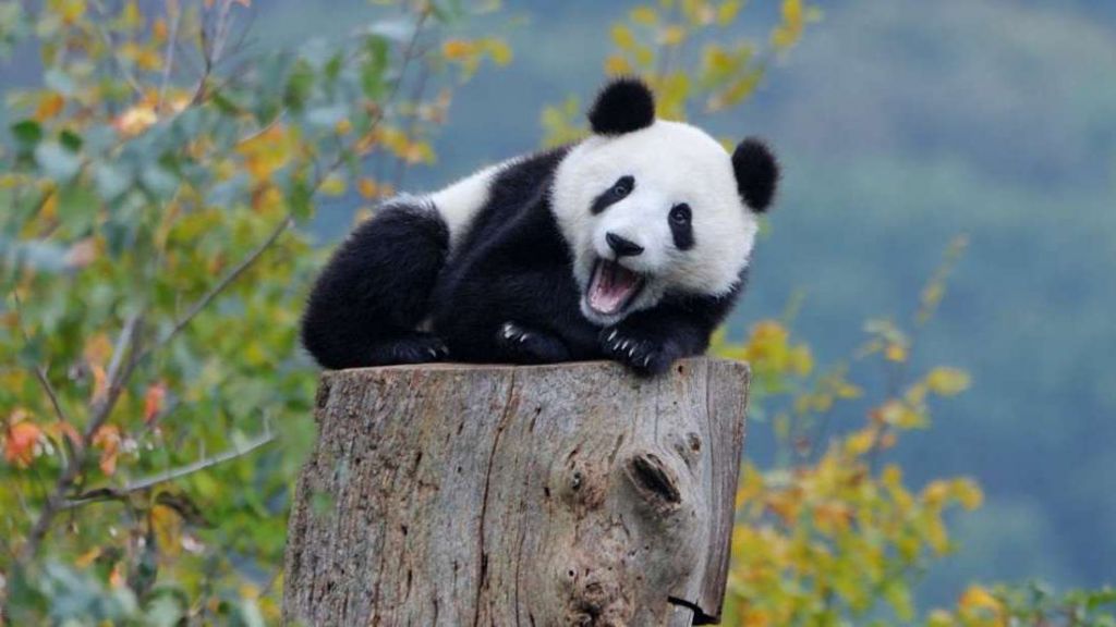 Из-за крайне малой численности, больших панд в 2004 году признали вымирающим видом.