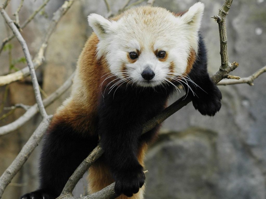 Зимой малые панды могут очень сильно потерять в весе даже при обилии бамбука.