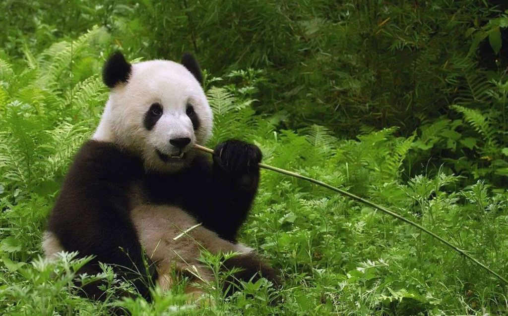 В природе панды питаются растительной пищей и едят почти исключительно бамбук.