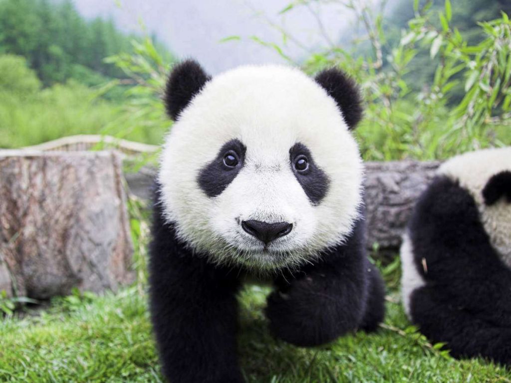 Большая панда время от времени все-таки вспоминает о том, что с анатомической точки зрения она – хищник.