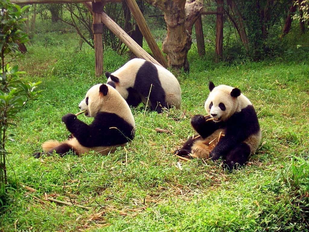 Сколько ни наблюдая за пандой в неволе, она будет упорно продолжать есть бамбук.