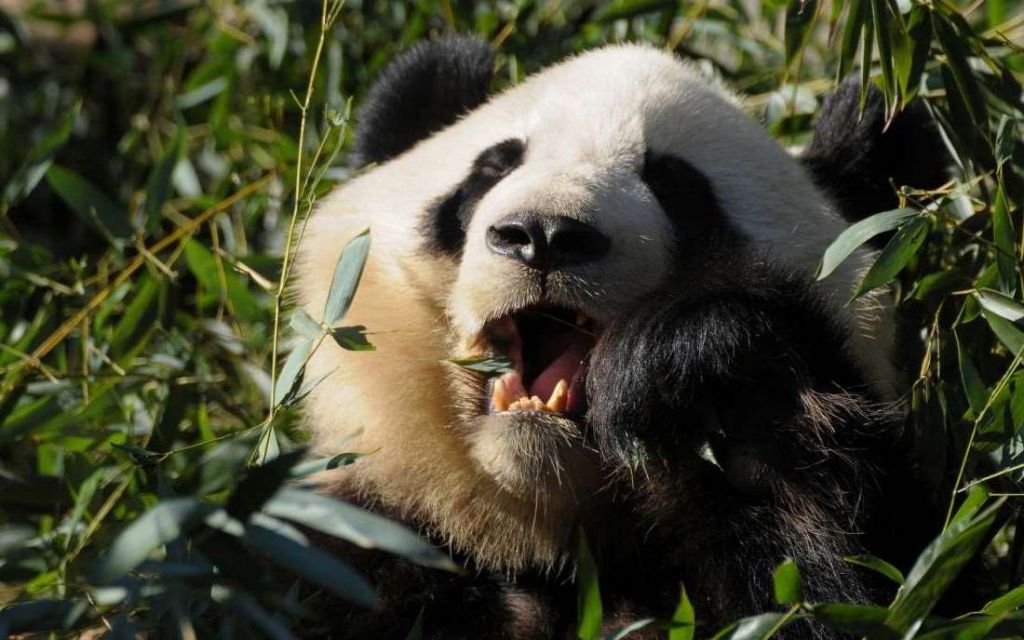 Чтобы научиться питаться бамбуком, пандам потребовалось около двух миллионов лет. 