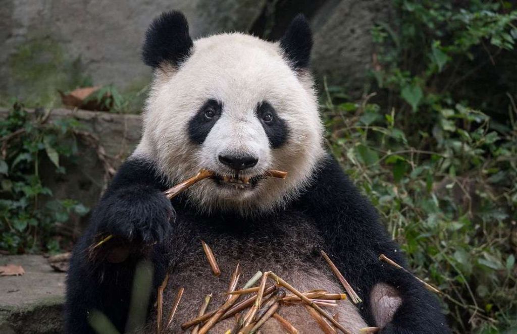 Некогда предки панд были стопроцентными хищниками.