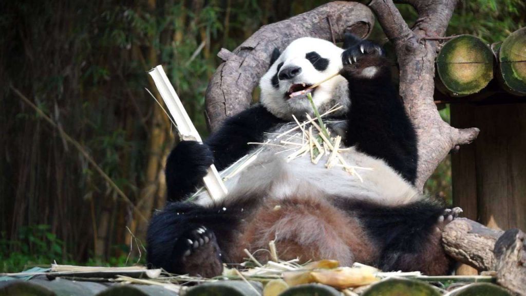Большая панда является образцовым увальнем.