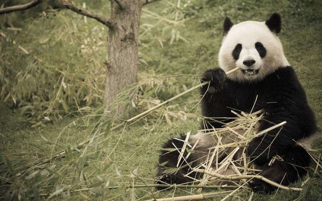 Большая панда очень непритязательна и может есть даже сухие стебли бамбука.