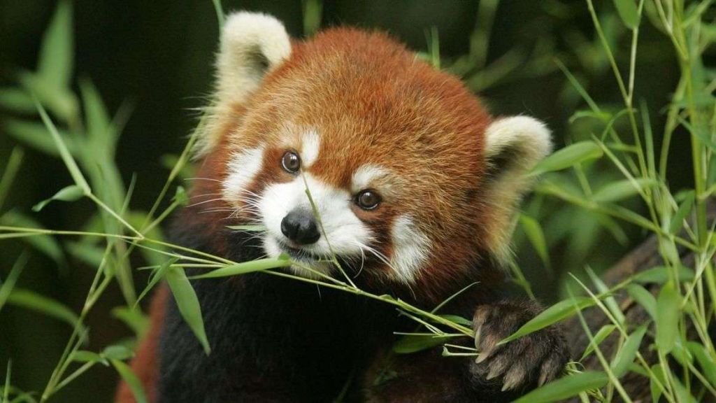 Малая панда отдает предпочтение листьям и свежим побегам бамбука.