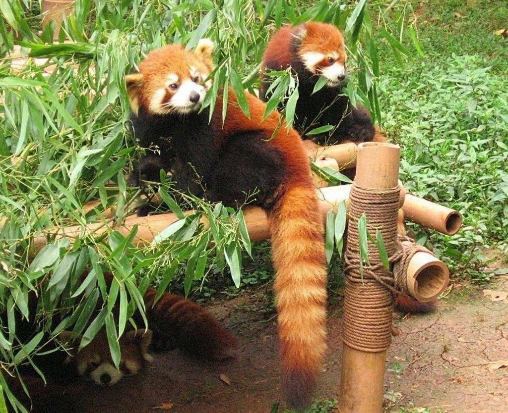Малая панда может жить только в бамбуковых зарослях.