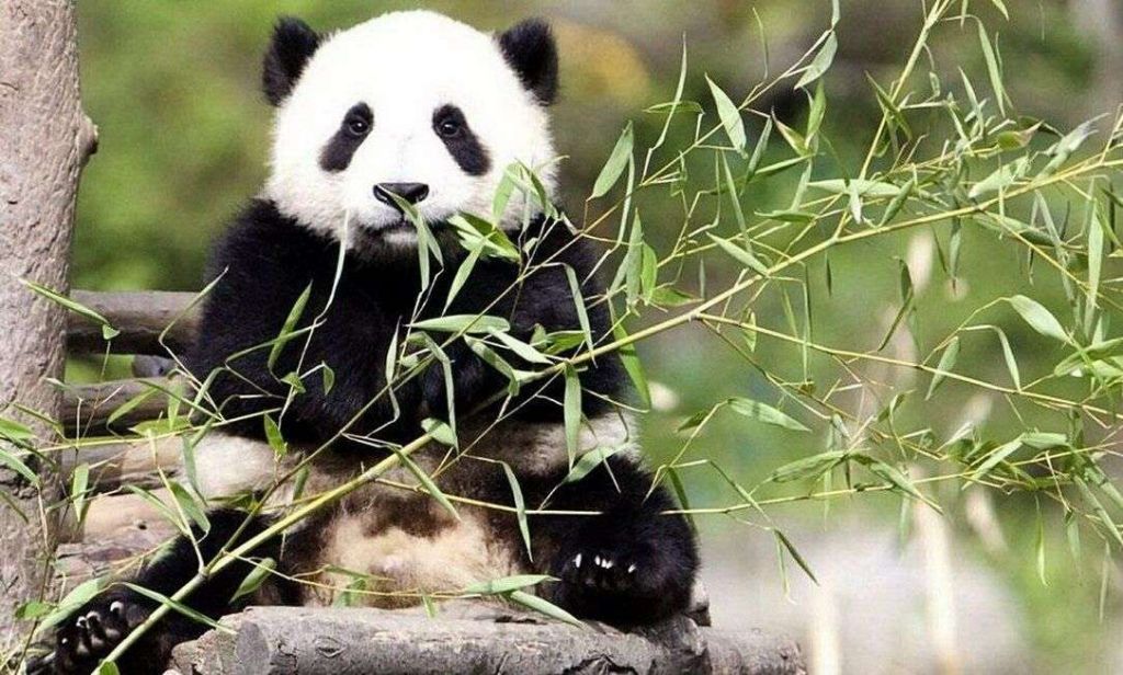 Доля других источников энергии в рационе панд настолько мала, что застать их за поеданием чего-либо кроме бамбука практически невозможно. 