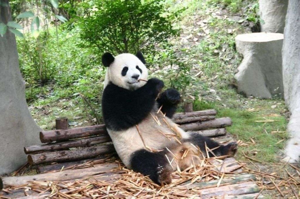 Большая часть бодрствования большой панды уходит на поедание бамбука.