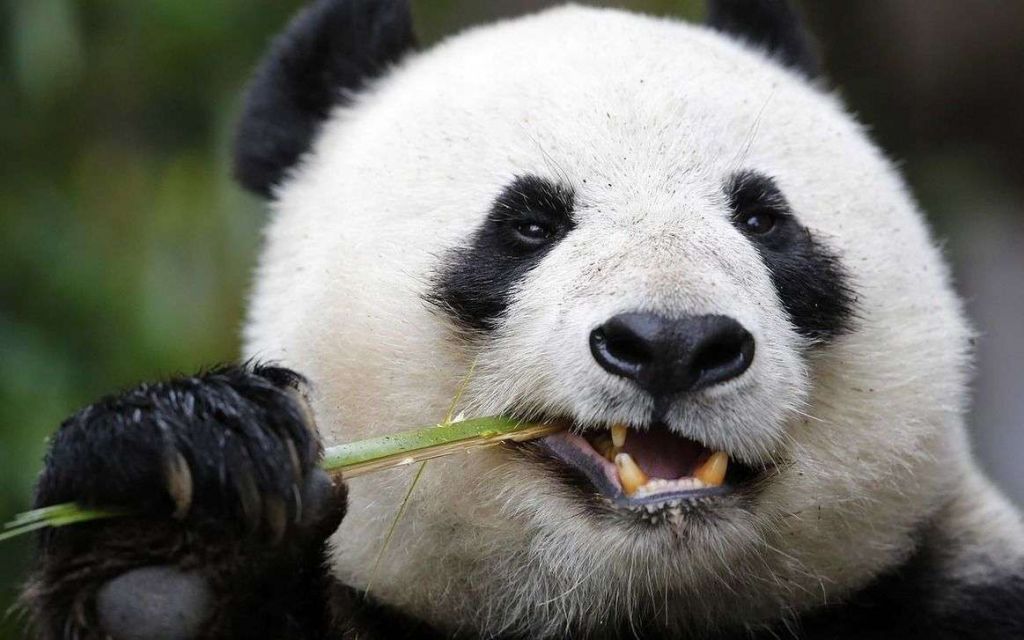 Особое строение передних конечностей позволяет пандам удерживать стебли словно рукой.