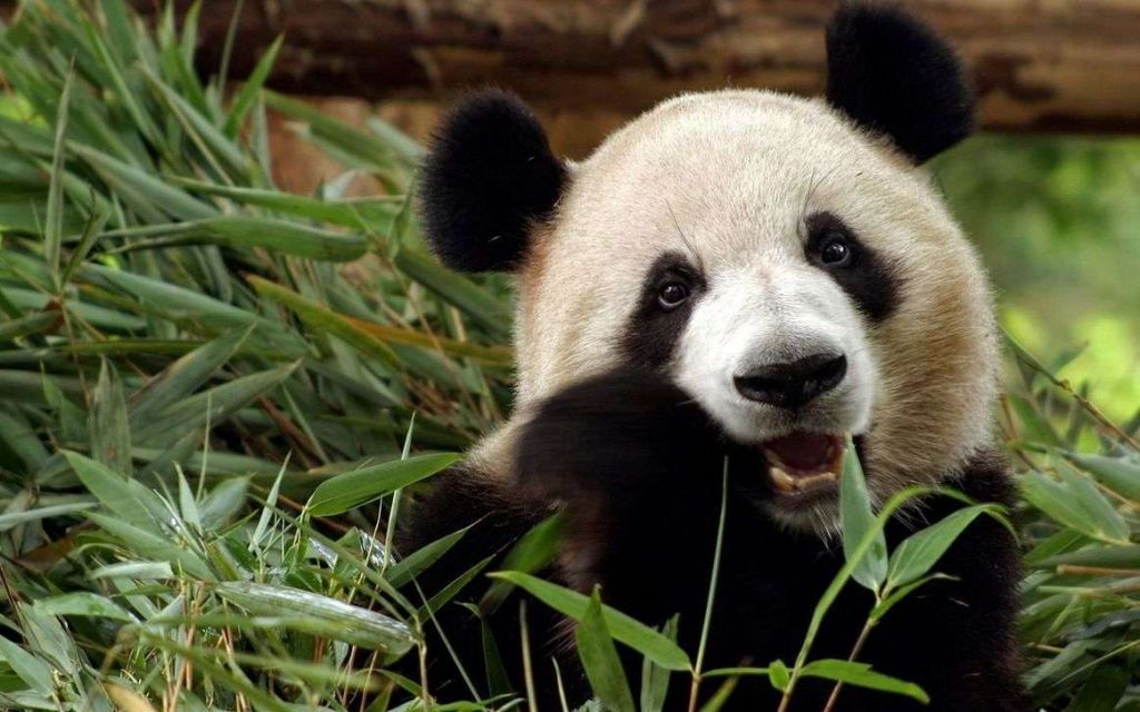 Жизнь больших панд сильно зависит от урожая бамбука.