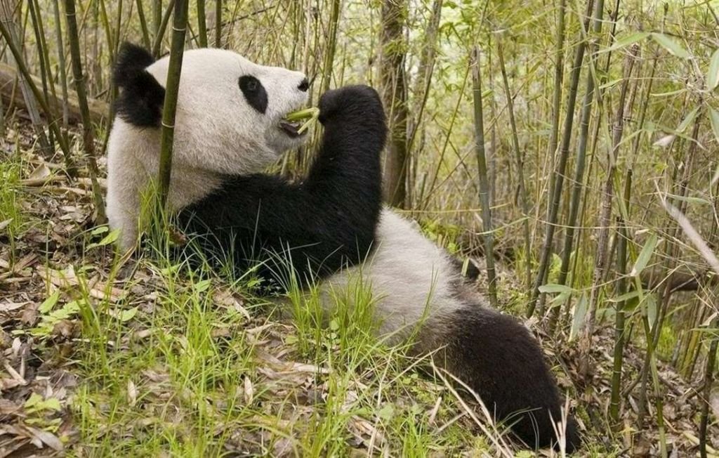 Большие панды предпочитают настолько густые бамбуковые заросли, что фотографам стоит больших усилий пробраться в них.