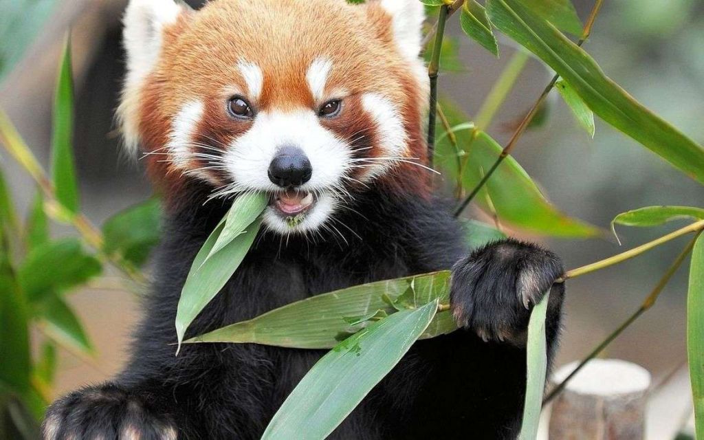 Основой рациона малой панды является бамбук.