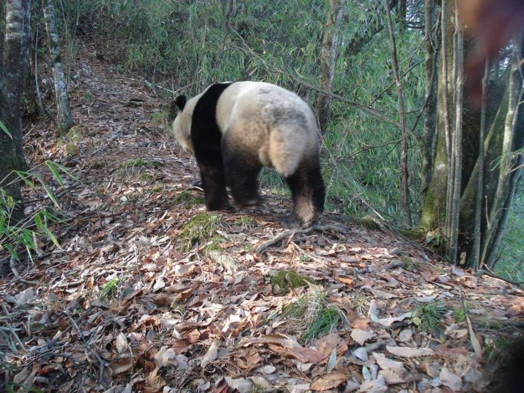 Природа одарила большую панду большим, по медвежьим меркам, хвостом.
