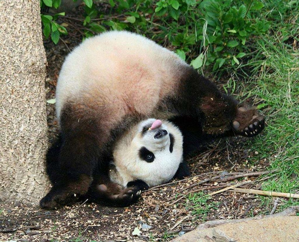 Хвост составляет около 10% длины тела большой панды.