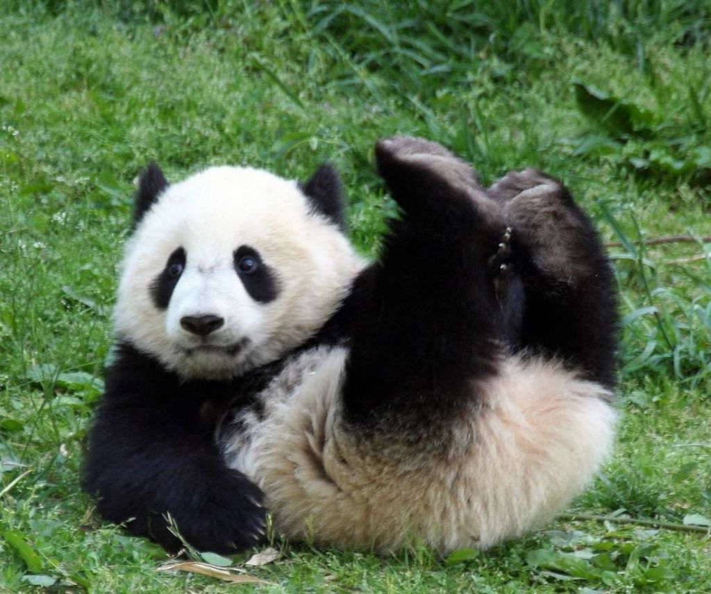 Увидеть хвост большой панды возможно только под определенным углом.