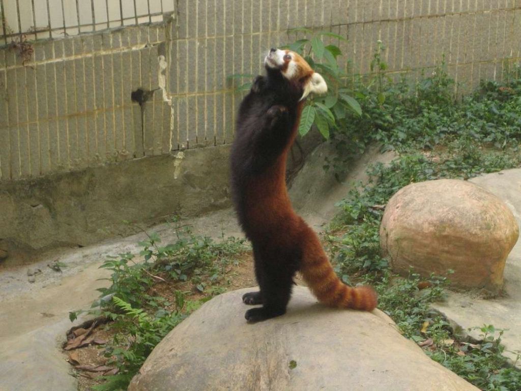 Роскошный хвост малой панды сближает ее с енотами.