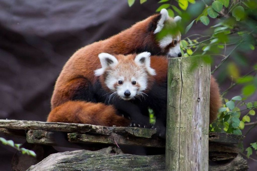 Филадельфийский зоопарк подыскивает имена для новорожденных панд.