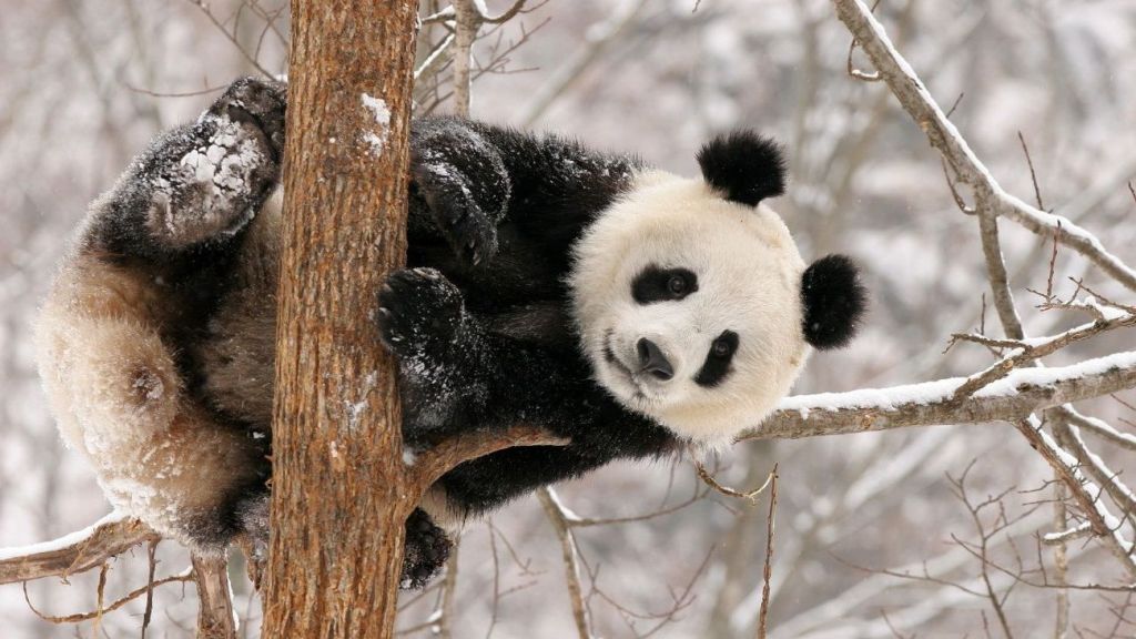 Густой мех позволяет большим пандам выдерживать даже очень низкие температуры. 