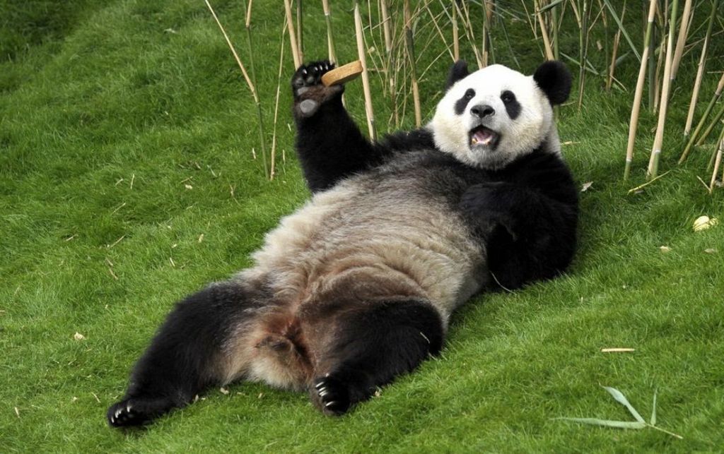 Когда растительный мир Евразии изменился, панды остались только в бамбуковых джунглях Восточной Азии. 