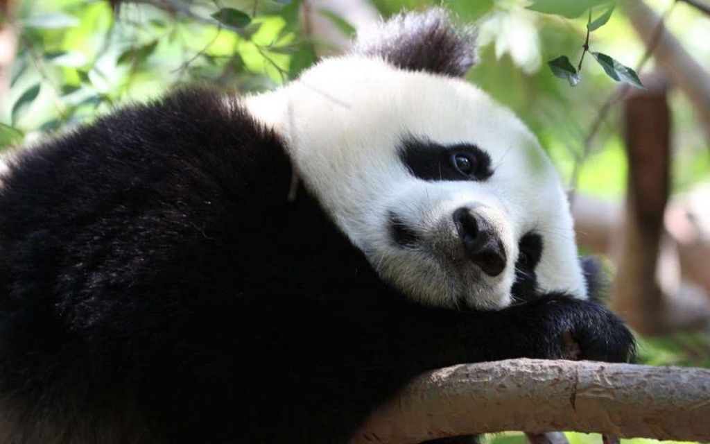 Интересно, о чем грустит эта панда? 
