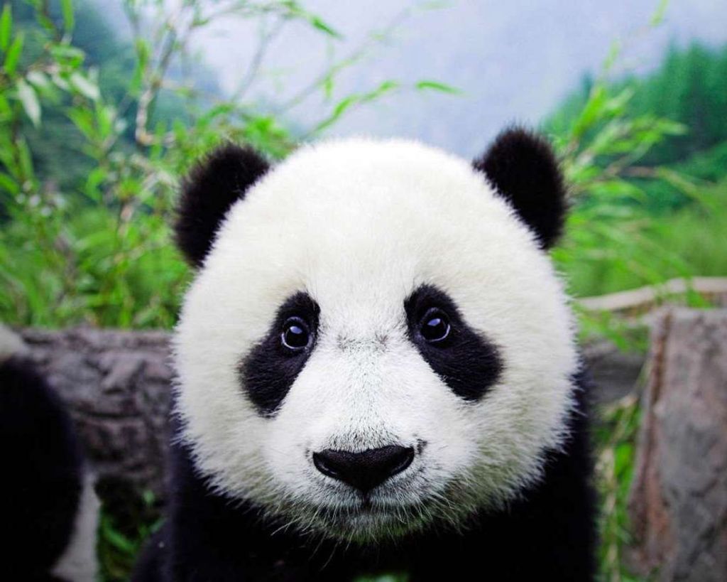 Черные, направленные вниз пятна вокруг глаз делают выражение лица панды еще более печальным.