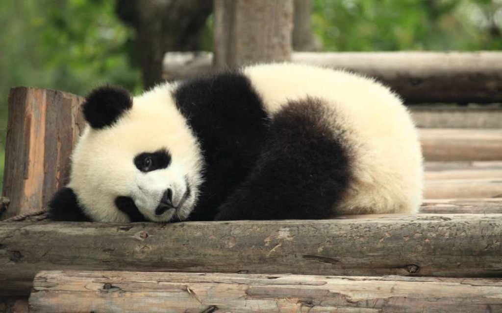 Очарование грустящей панды безмерно.