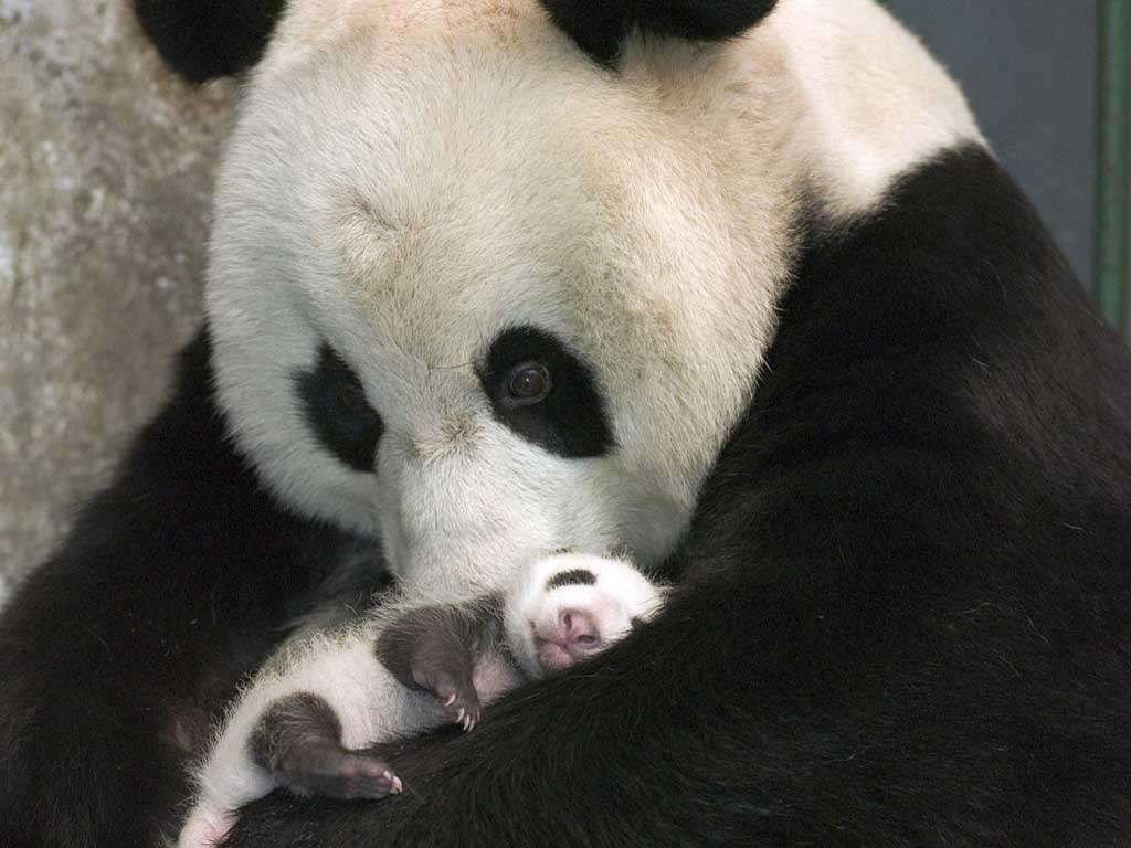 Панда-мадонна: с младенцем на руках и печалью в глазах.