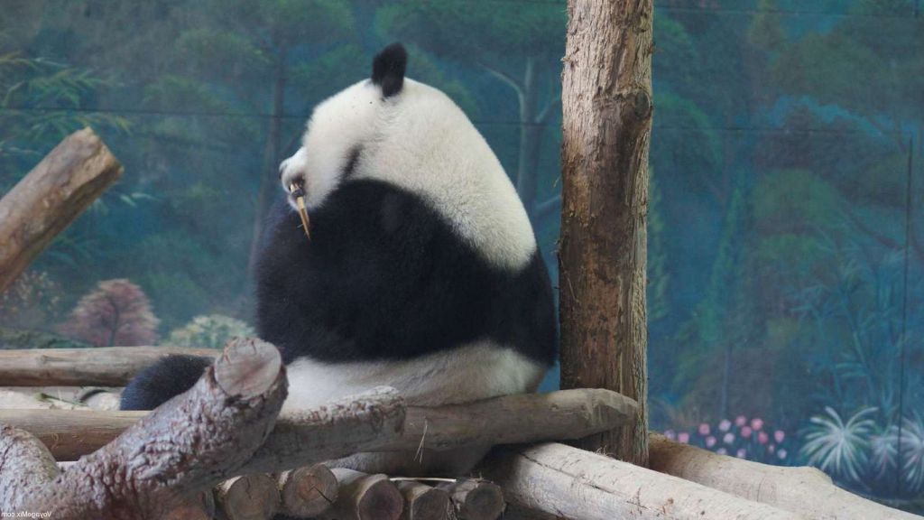 Положение панд настолько уязвимо, что нет ничего удивительного в том, что они грустят.