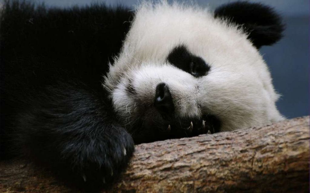 Похоже, что панды могут грустить не только наяву, но и во сне.