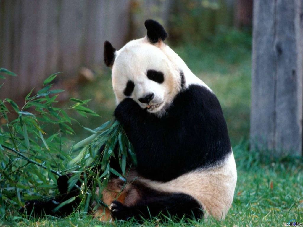 Большая панда – это медведь приспособившийся к поеданию бамбука.