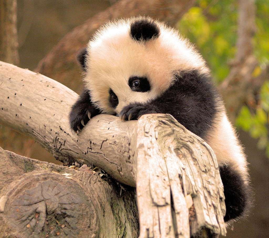 Мало кто знает как называется детеныш панды.