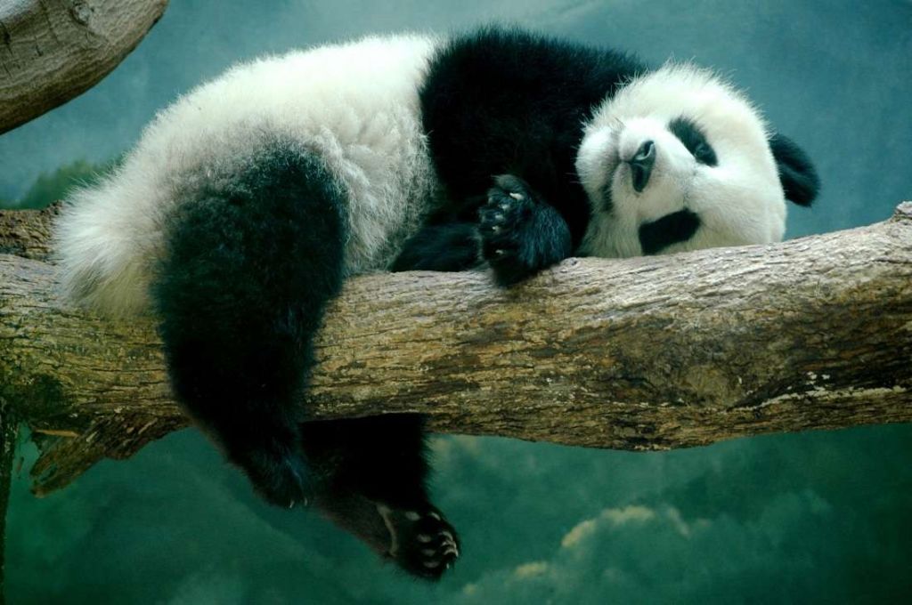 Несмотря на то, что панды довольно медлительны, Мейхуа обожает резвиться на деревьях.
