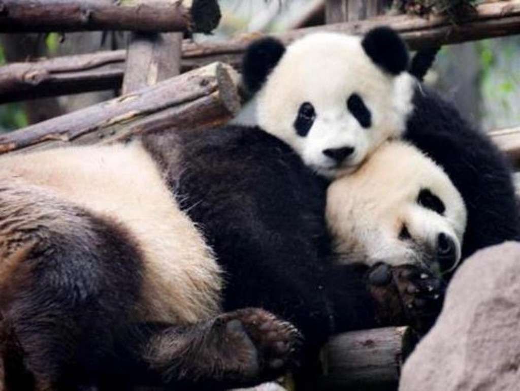Две панды наслаждаются обществом друг друга на исследовательской станции Чэнду.