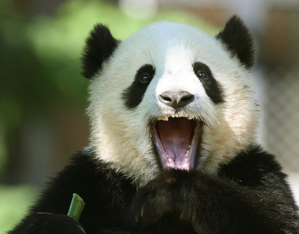 Перед потенциальным противником большая панда нередко чавкает.