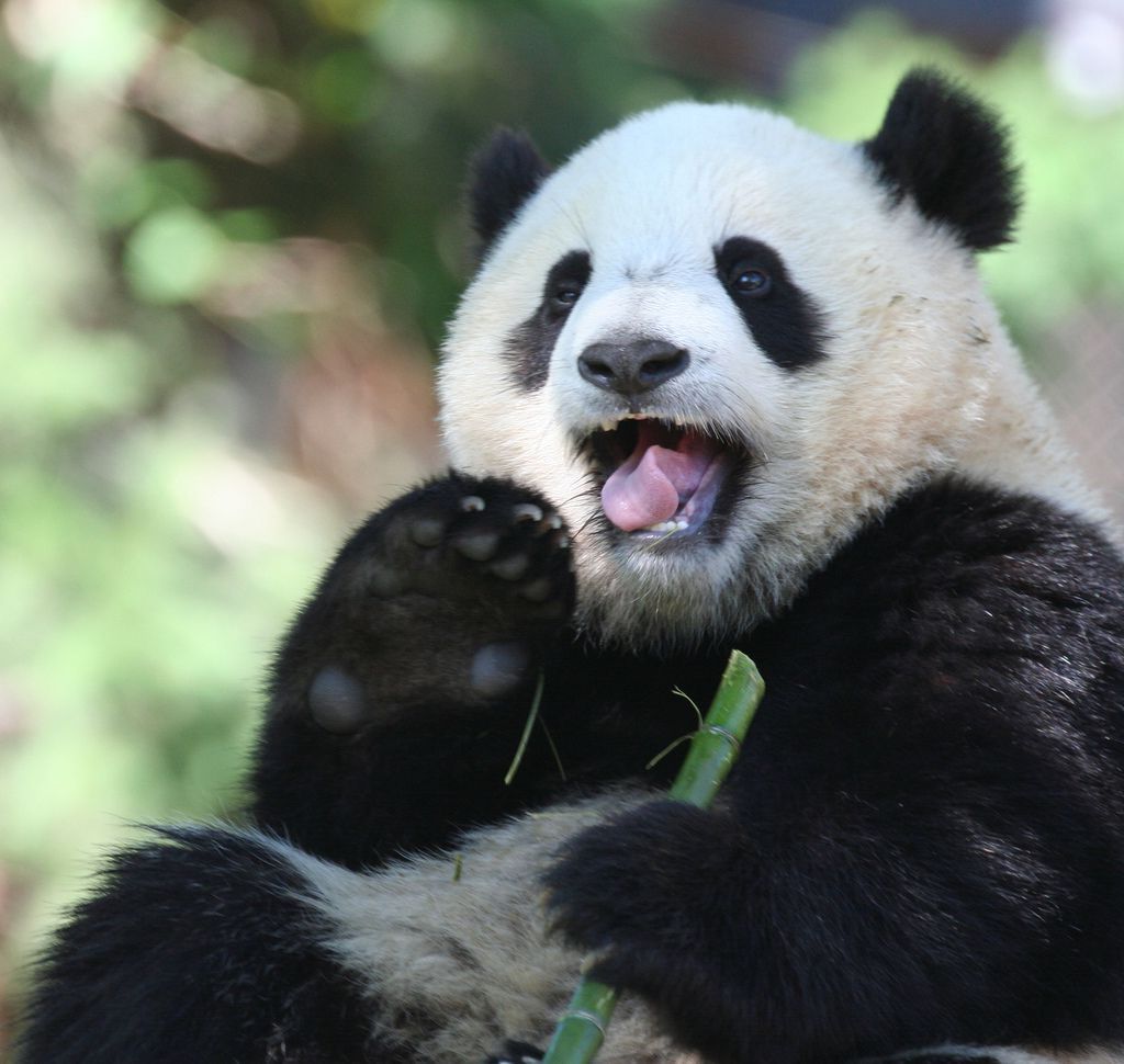 Как и малая панда, большая панда предпочитает тишину.