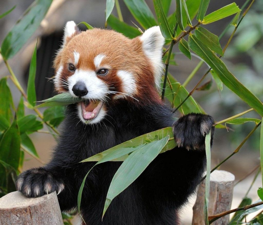 Крики малых панд больше похожи на щебет птиц.